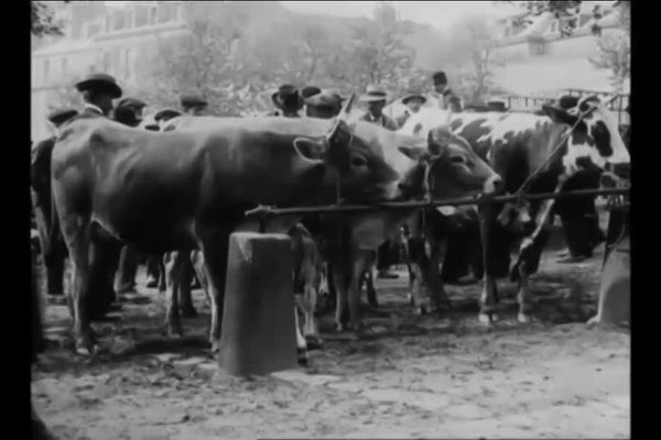 La Limousine, une des vaches les plus prisées pour la qualité de sa viande