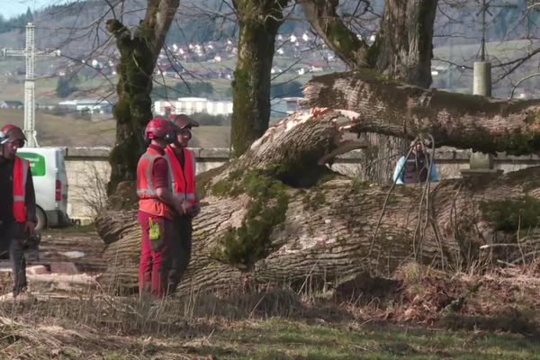 Abattage des arbres de l'allée des Tilleuls d'Arçon