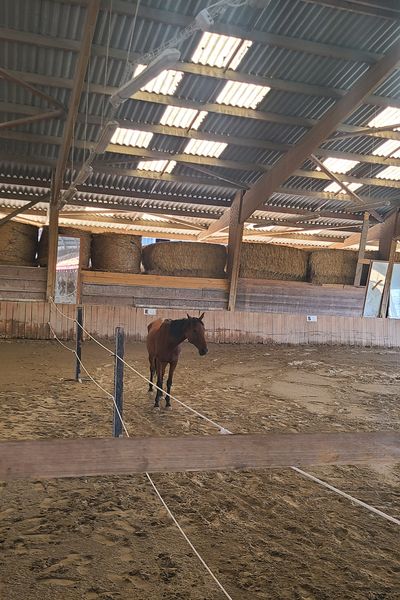 L'équicoaching consiste à travailler à côté d'un cheval, en interaction avec lui, pour apprendre à mieux se connaître soi-même.