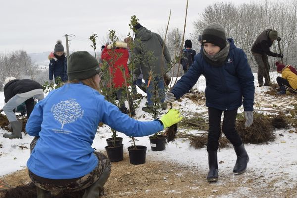 Aubépine, framboisier, sureau, néflier... Les écoliers vont planter 600 arbustes pour former une haie de 300 mètres.