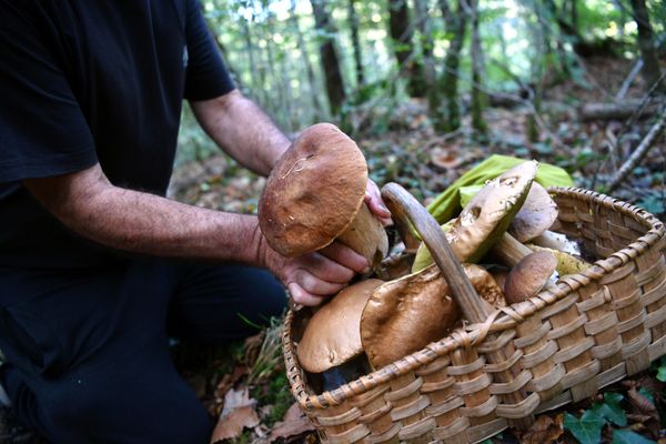 La cueillette des champignons a débuté. Illustration.