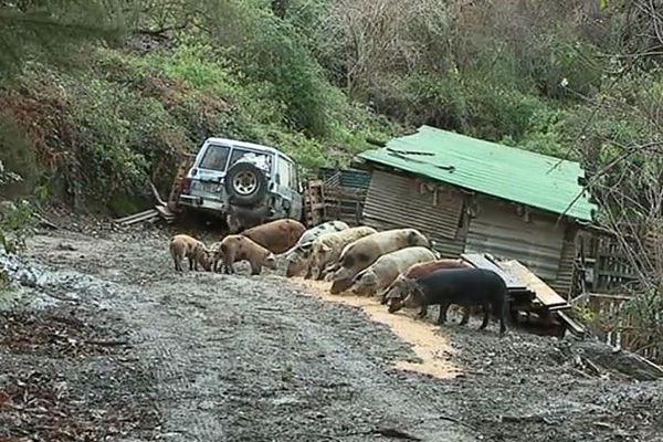 Ange Mouysset, éleveur porcin rencontre de nombreuses difficultés à trouver des terrains pour son exploitation. 21/12/19