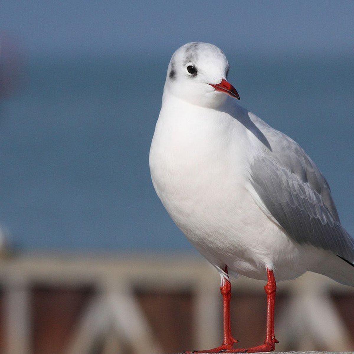 A Vos Jumelles Observons Les Oiseaux Sur L Ile De Re