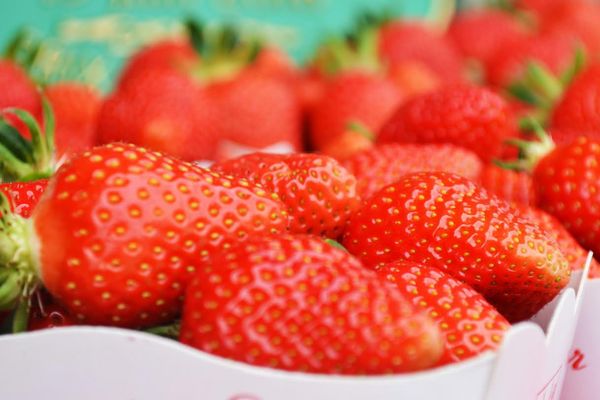 Cléry, Joly, Déry... Les fraises de Samer sont très variées