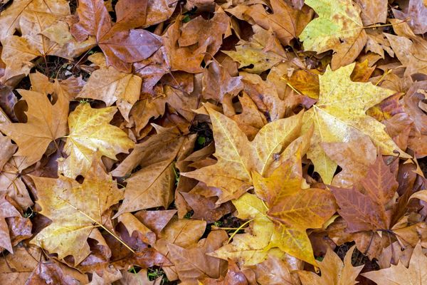 C'est le retour de l'automne à partir du jeudi 3 novembre.