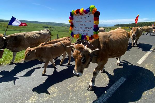 En Aveyron, certains éleveurs ont choisi daccompagner leurs bêtes en estive à pied, comme le veut la tradition, malgré l'annulation de la fête de la transhumance 2020, à cause du coronavirus.