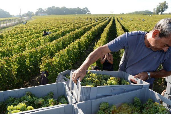 Vendanges 2014 au Château La Louvière de Léognan.