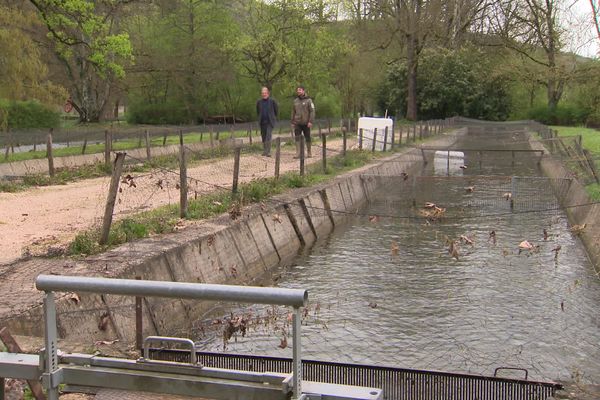 Ces truites sont saines selon la fédération de la pêche.