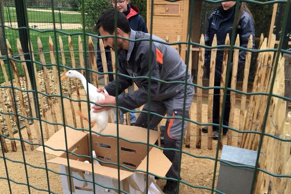 24 volatiles ont retrouvés les enclos du parc de Blossac à Poitiers ce matin.