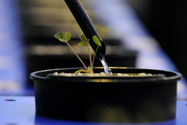 Une protéine qui permet aux plantes d'assimiler l'azote