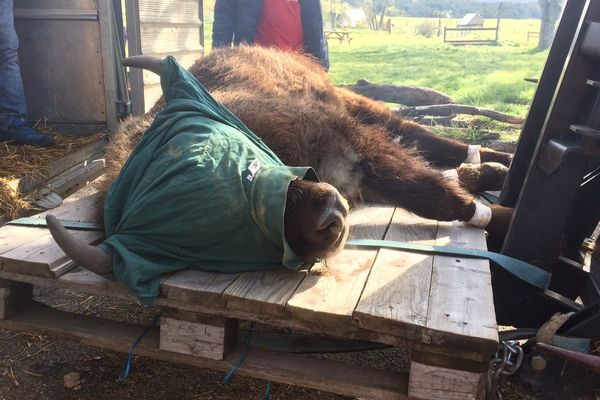 Bison mâle âgé de 2 ans, pesant 350 kilos. Il a été capturé dans la réserve de Thorenc (Alpes-Maritimes), le 3 mai 2017