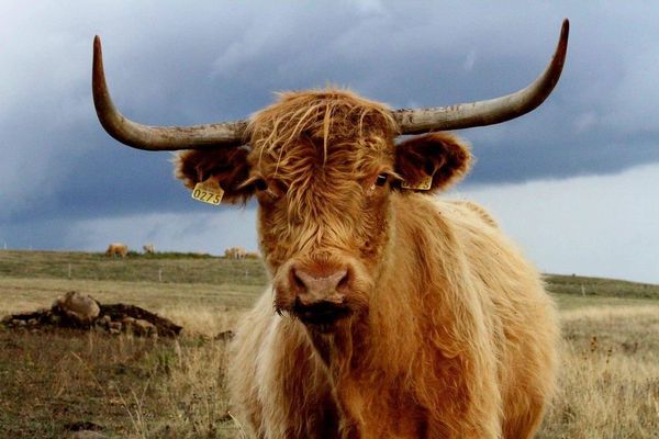 La ferme "Laur'Highland" est située entre 1 000 et 1 400 mètres d'altitude, dans la vallée de Brezons, au cœur du parc des Volcans d'Auvergne.