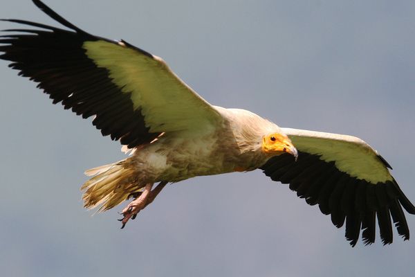 Le vautour percnoptère
