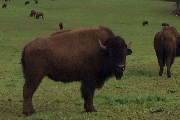 Pour les fêtes, 22 bisons ont été abattus. 