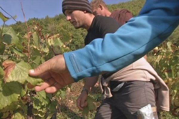 Vignes du Jura 