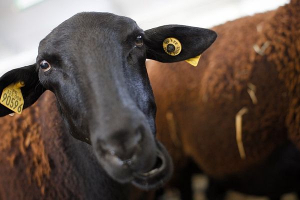 Le mouton noir du Velay est une des attractions de ce 22ème Sommet de l'Elevage. On peut croiser son regard dans le Hall 5 de la Grande Halle d'Auvergne à Cournon.