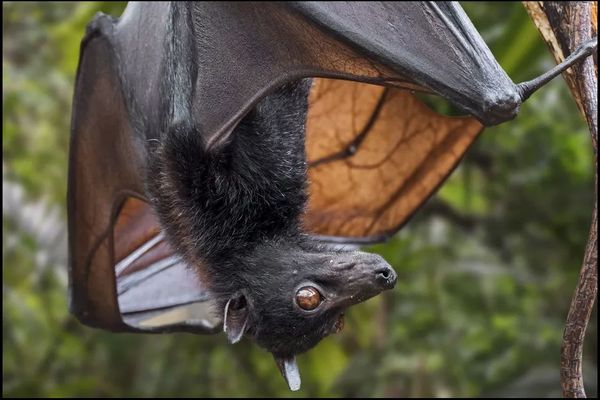 Les chauves souris ont un système immunitaire qui fait proliférer les virus.