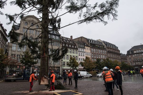 Strasbourg Le Grand Sapin Du Marche De Noel Est Arrive Place Kleber