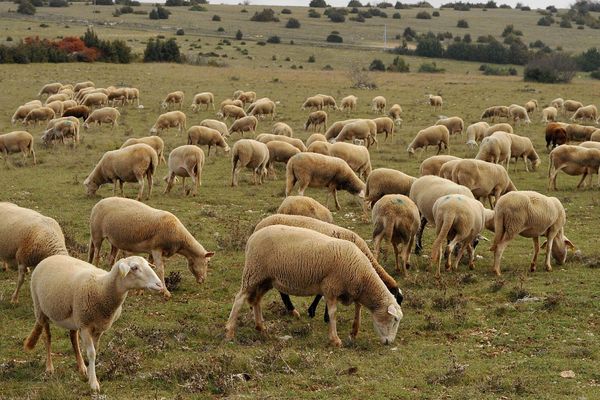 Un troupeau de brebis sur le Larzac, image d'illustration.