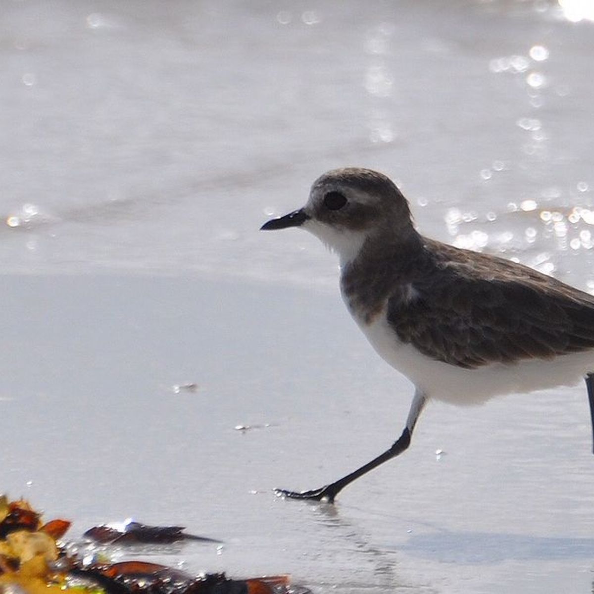 Des plages ferm es pour pr server les oiseaux une d marche concert e