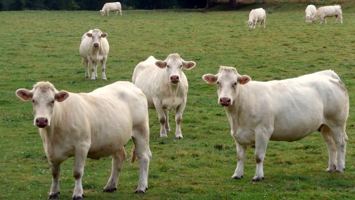 Pourquoi Le Charolais De Bourgogne A Obtenu L Indication Geographique Protegee Igp