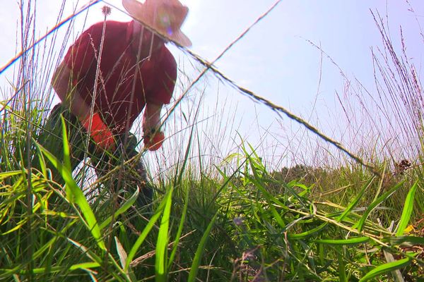 L'arrachage du solidage ou solidago se fait à la main grâce à l'aide précieuse de bénévoles