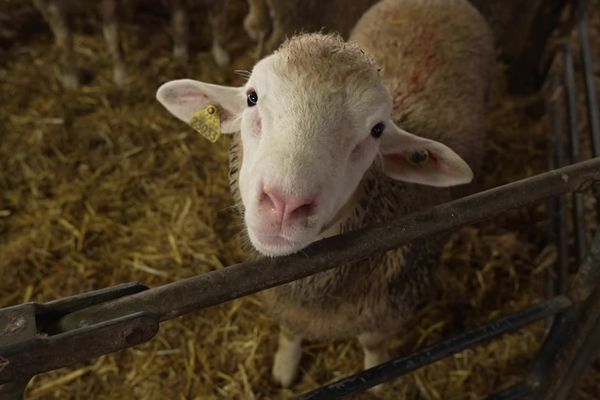 Une des brebis de l'exploitation de Virgile Noizet, à Aubérive dans la Marne.