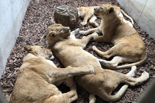 Les 4 lionnes à Saint-Martin-La-Plaine, dans la Loire, au sein de l'association Tonga Terre d'Accueil.