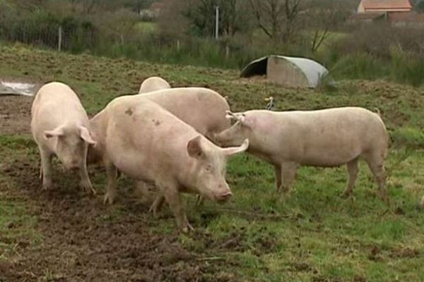 L'élevage de St Aubin-de-Baubigné (79) où s'est produit le vol.