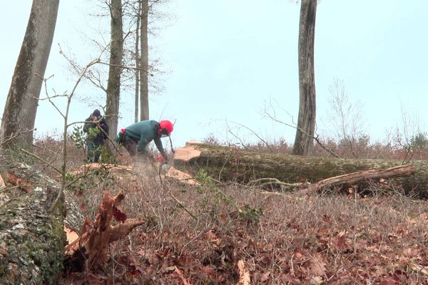 Trois chênes ont été abattus dans la forêt de Vouillé, dans la Vienne. Ils seront utilisés pour reconstruire la charpente de Notre-Dame de Paris.