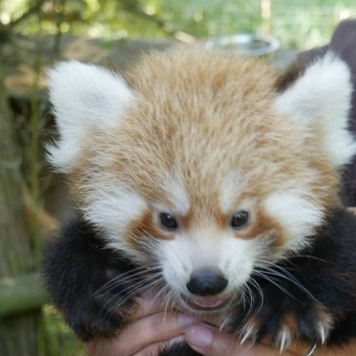 Le Petit Panda Roux De Biotropica A Desormais Un Prenom