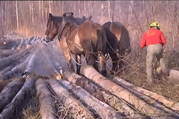 Le cheval de trait est utilisé pour l'attelage, le débardage, les travaux agricoles ou l'entretien des espaces verts. 