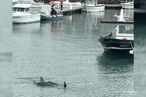 Plusieurs dauphins nageaient dans le port de la Cotinière de Saint-Pierre-d'Oléron, ce jeudi 5 septembre.