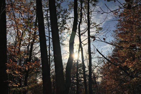 Forêt des Eparges en Meuse