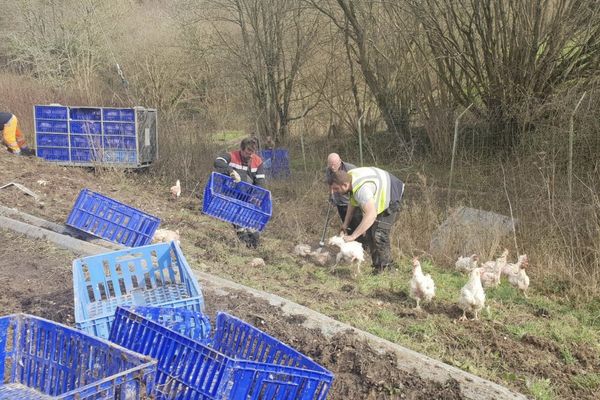 Des milliers de poulets s'étaient échappés du camion renversé sur l'A13.