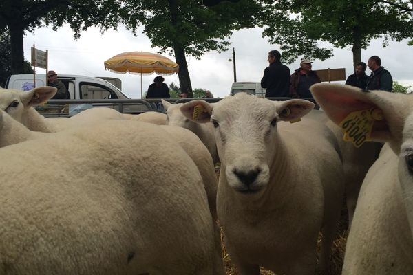 Le mouton, la star de Tech-Ovin à Bellac