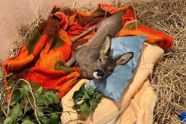 Cette femelle chevreuil blessée a due être transportée depuis le sud de la Drôme jusqu'au centre de L'Hirondelle à Saint-Forgeux dans le Rhône. 2h30 de route très stressantes pour l'animal sauvage.