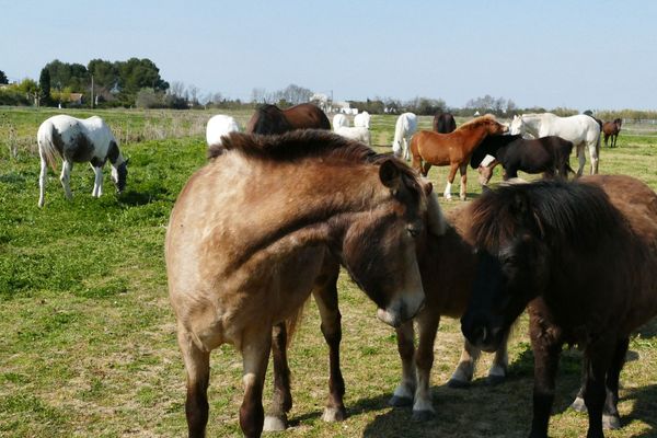 Les chevaux des centres équestres au repos dans les prés, à Saint Laurent d'Aigouze, dans le Gard