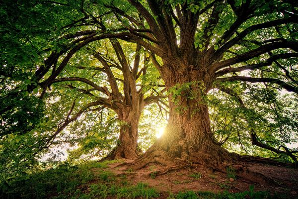 Les arbres auront-ils un jour des droits en France ?