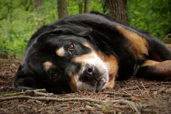 Rebel, 12 ans, apprécie le parc à chiens des Gayeulles à Rennes, où il peut gambader en toute liberté puis prendre ensuite un repos bien mérité.