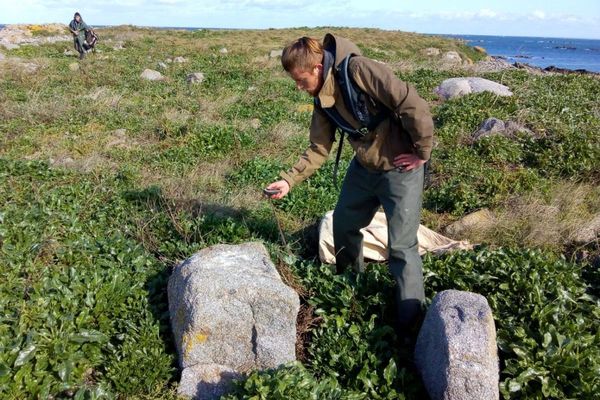 Les membres du Groupement ornithologique normand ont procédé à un inventaire des musaraignes des jardins et ont déjà amené de premiers piège à rats sur les îles Chausey, en vue de la dératisation prévue à compter du 21 octobre.