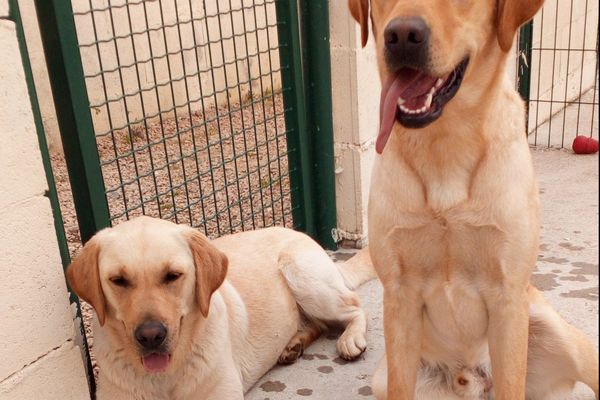 Natcho et Lully  à leur retour au centre d'apprentissage 