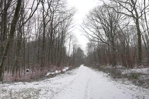 C'est un constat, les vols de bois de chauffage se multiplient dans la région Grand Est. En grande ou petite quantité, des bûches et même des arbres entiers disparaissent des forêts.