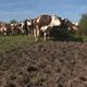 Le passage des animaux sur les prairies humides tasse les herbages.