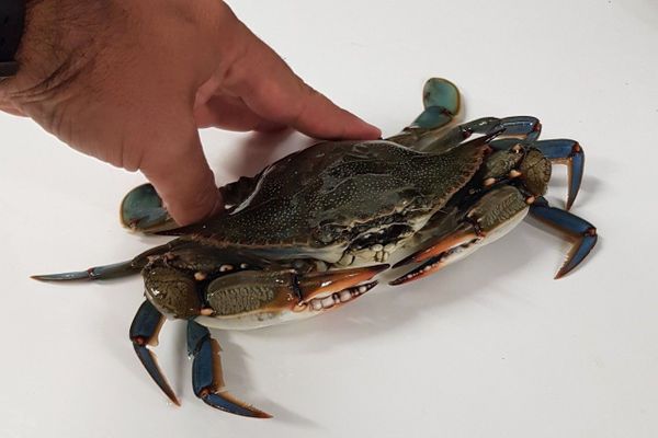 Le crabe bleu américain s'est installé sur le littoral catalan. 