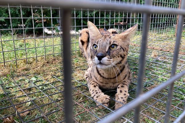 L’animal est en fait un chat Savannah.