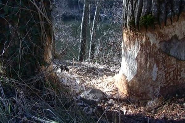 A Sainte-Enimie, en Lozère, les castors dégradent dangereusement les arbres en bord de rivière