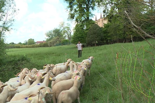 Les 520 brebis restent en co-pâturage un mois avant de repartir dans les estives pyrénéennes.