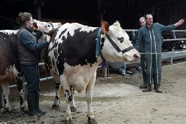 Deux vaches de Tourville-les-Ifs (76) défileront au Salon de l'Agriculture de Paris.