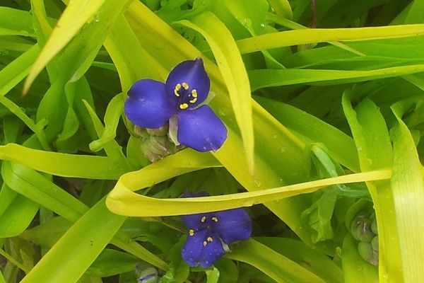 Tradescantias en fleur au Parc de la Belle